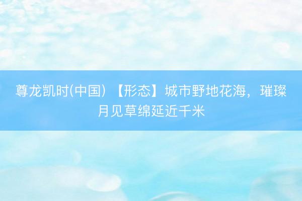 尊龙凯时(中国) 【形态】城市野地花海，璀璨月见草绵延近千米
