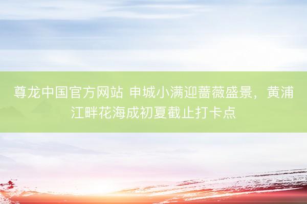 尊龙中国官方网站 申城小满迎蔷薇盛景，黄浦江畔花海成初夏截止打卡点